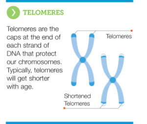 telomeres_copy